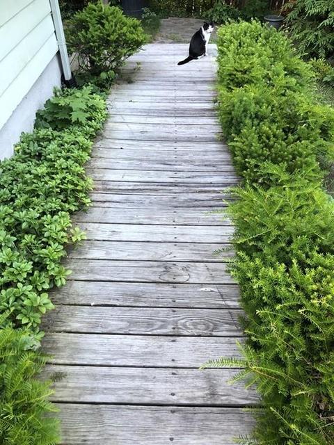116 Newton Rd, Springfield, MA 01118 photo 8