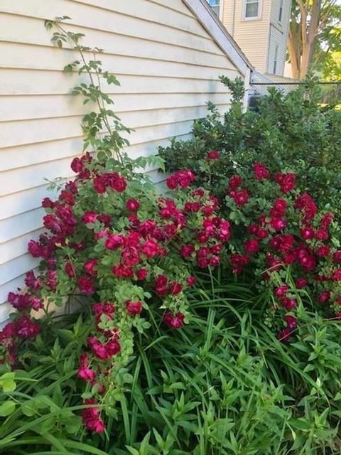39 Williams Ave, Dedham, MA 02026 photo 34