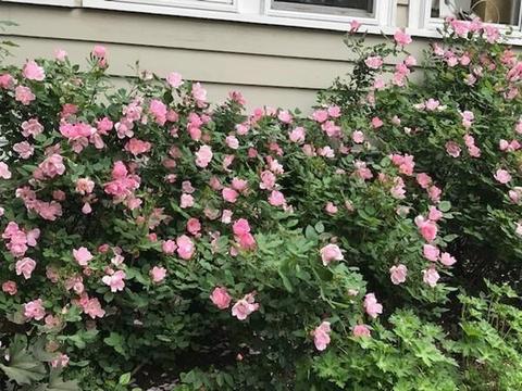 537 Chestnut St, Needham, MA 02492 photo 38