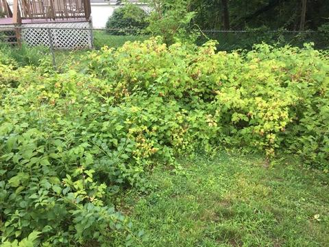 284 Hamilton St, Worcester, MA 01604 photo 7