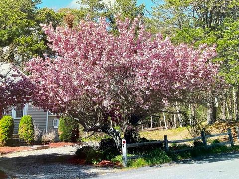 116 Trout Brook Rd, Barnstable, MA 02635 photo 4