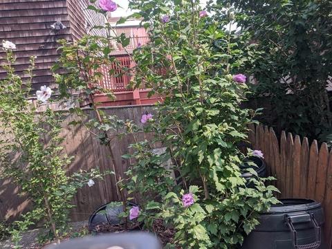 359 Prospect St, Fall River, MA 02720 photo 36