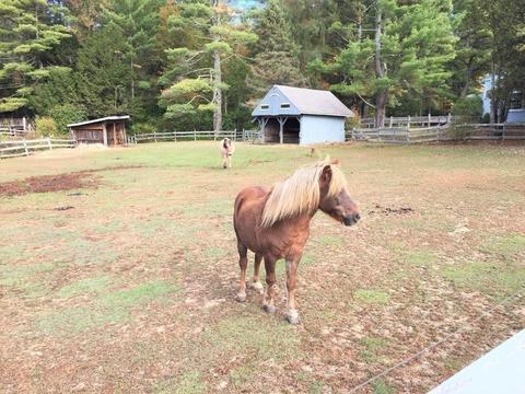 737 Wendell Rd, Warwick, MA 01378 photo 31