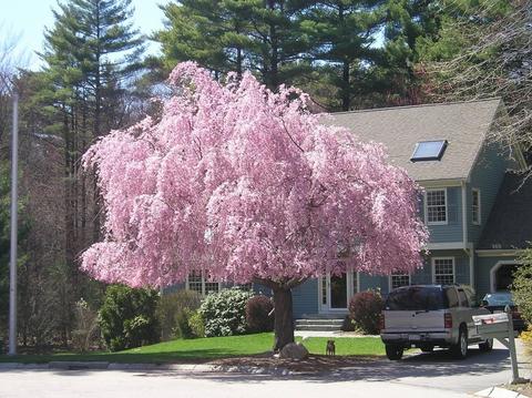3 Steeplechase Ln, Franklin, MA 02038 photo 2