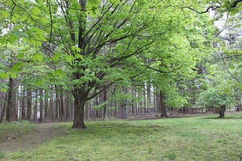 9 Grove St, Needham, MA 02492 photo 6