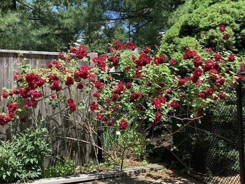 7 Valley Rd, Dover, MA 02030 photo 29