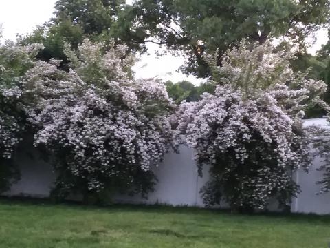 57 Sonia St, Springfield, MA 01119 photo 25