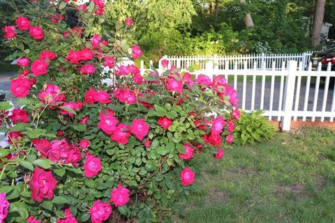 3 Alden Ave E, Randolph, MA 02368 photo 34