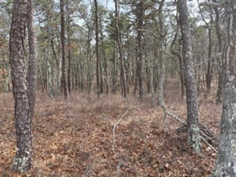 401 Setucket Rd, Dennis, MA 02641 photo 3