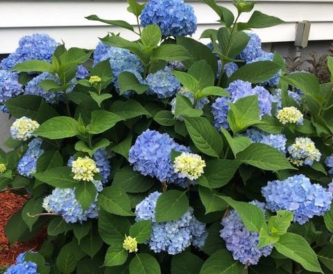 69 Intervale Ter, Reading, MA 01867 photo 31
