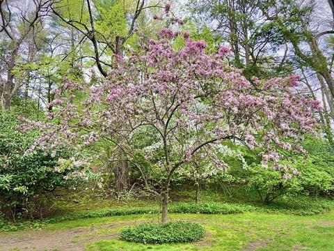 111 Woodsley, Longmeadow, MA 01106 photo 20