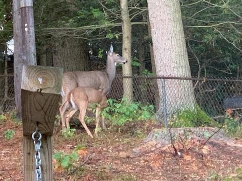 22 Park Ln, Walpole, MA 02032 photo 32