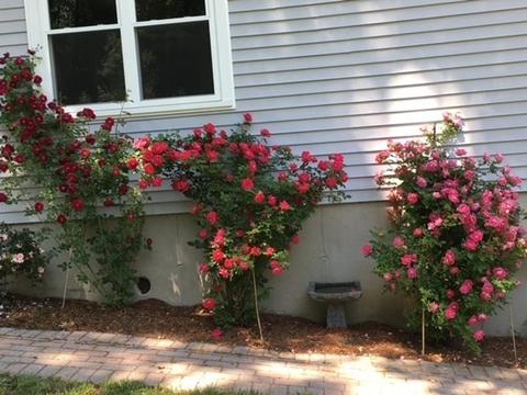 35 Margin St, Worcester, MA 01604 photo 37
