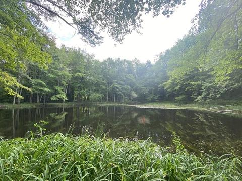 2089 Greenwich Rd, Hardwick, MA 01037 photo 35