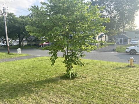 191 Almira Rd, Springfield, MA 01119 photo 3