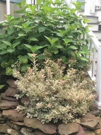 24 Princess Rd, Springfield, MA 01129 photo 35