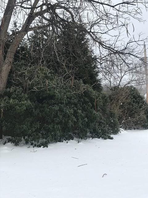 55 Chester Ave, Dedham, MA 02026 photo 6