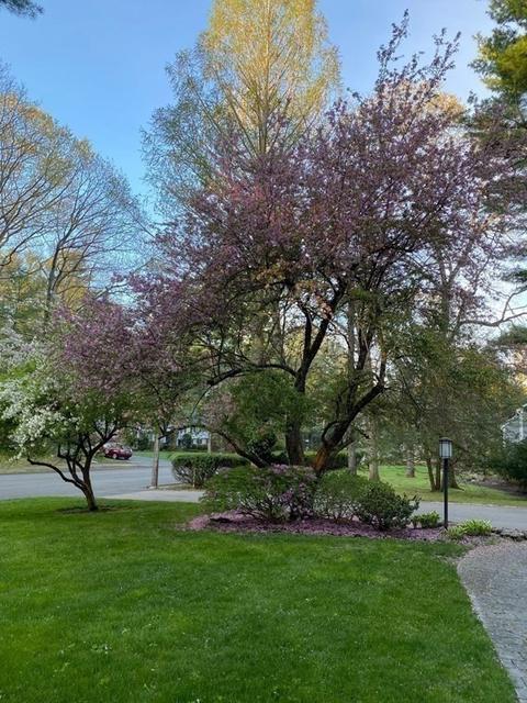 65 Richardson Dr, Needham, MA 02492 photo 36