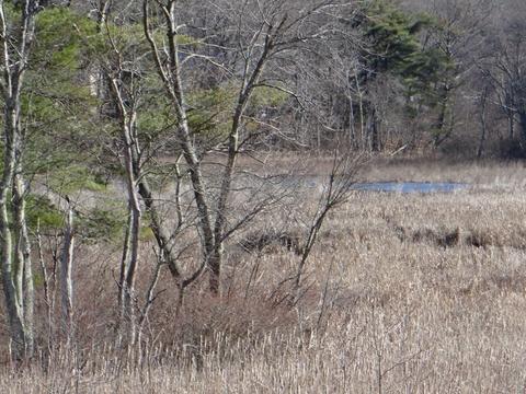 94 Brookside Rd, Needham, MA 02492 photo 28