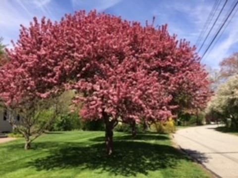 10 Phalen St, Acton, MA 01720 photo 32