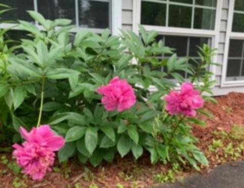 11 Acadia Rd, Gardner, MA 01440 photo 29