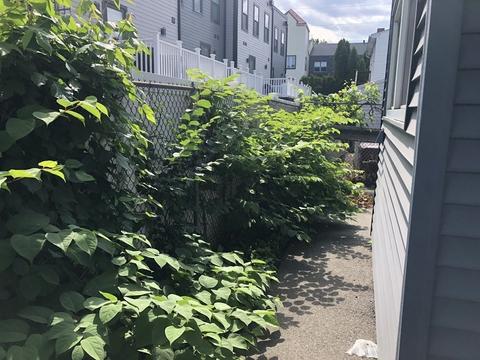 8 Hawthorn St, Everett, MA 02149 photo 15