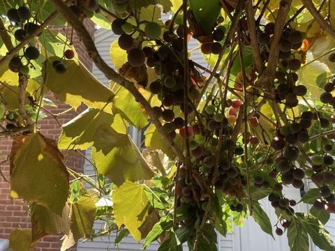 48 Debra Dr, Chicopee, MA 01020 photo 6