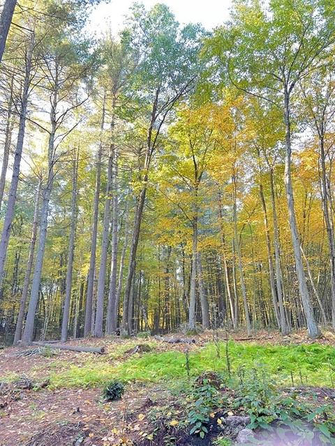 23 04 Orchard St, Belchertown, MA 01007