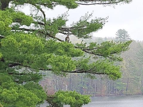 19 Horseshoe Cir, Ware, MA 01082 photo 34