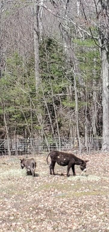 197 Lyons Hill Rd, Athol, MA 01331 photo 34