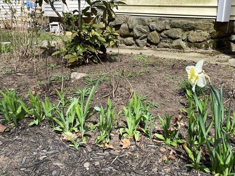 71 Locust Ave, Worcester, MA 01604 photo 27