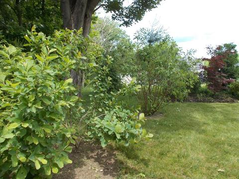 18- 8-8 Masterson Rd, Whately, MA 01093