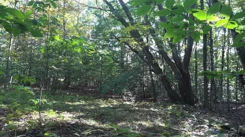 0 Avery Brook Rd, Heath, MA 01346 photo 6