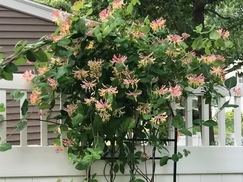 6 Oakland Rd, Reading, MA 01867 photo 31