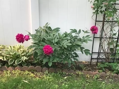 6 Oakland Rd, Reading, MA 01867 photo 29
