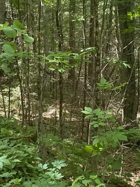 Lot Five Old Belchertown Rd, Ware, MA 01082 photo 5