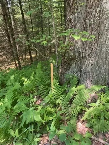 Lot Five Old Belchertown Rd, Ware, MA 01082 photo 9