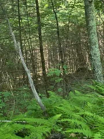 Lot Five Old Belchertown Rd, Ware, MA 01082 photo 10