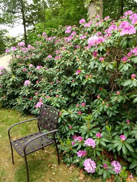 38 Selfridge Rd, Reading, MA 01867 photo 22