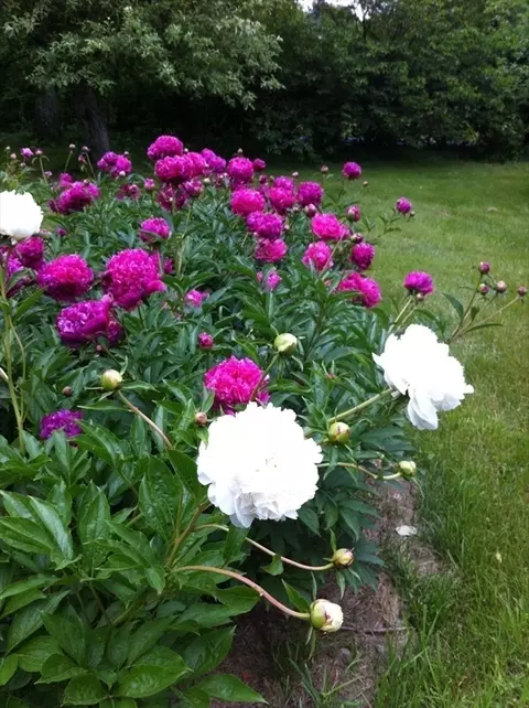 239 Stow Rd, Harvard, MA 01451 photo 34