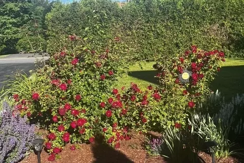 Exterior - 1472 Pleasant St, Athol, MA 01331 photo 12 of 17