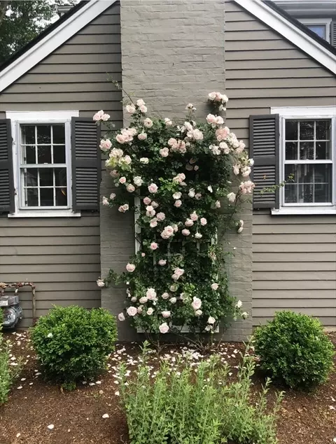 61 Mayo Rd, Wellesley, MA 02482 photo 23