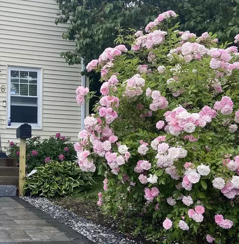 Exterior - 6 Monroe Ct, Gloucester, MA 01930 photo 8 of 12
