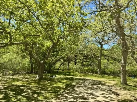47 Quenames Rd, Chilmark, MA 02535 photo 8