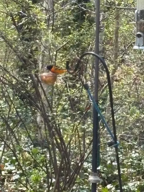Other - 2560 Nauset Rd, Eastham, MA 02642 photo 3 of 10