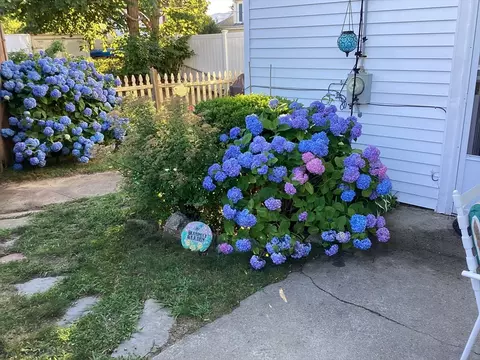 Exterior - 36 Wankinquoah Ave, Wareham, MA 02571 photo 7 of 7