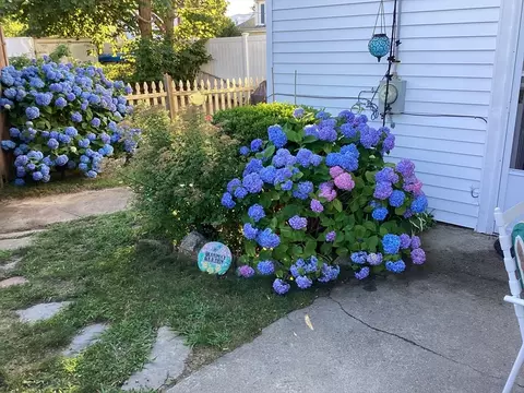 Exterior - 36 Wankinquoah Ave, Wareham, MA 02571 photo 6 of 7