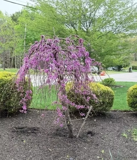 Other - 12 Barbara Rd, Canton, MA 02021 photo 6 of 8