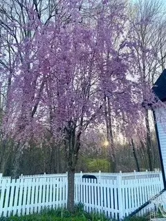 47 Springdale Ave, Dover, MA 02030 photo 34