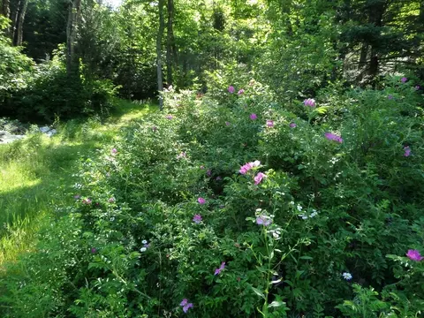 30 River Rd, Middlefield, MA 01050 photo 18